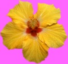 Yellow Island Hibiscus