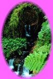 A waterfall in the rainforest of Kauai